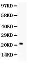 Interleukin 18 antibody, PA5-79480, Invitrogen Antibodies, Western Blot image 