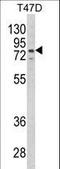 Leukotriene A4 Hydrolase antibody, LS-C163913, Lifespan Biosciences, Western Blot image 