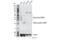 Triggering Receptor Expressed On Myeloid Cells 2 antibody, 70551S, Cell Signaling Technology, Western Blot image 