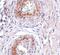 Adhesion G Protein-Coupled Receptor A2 antibody, PA5-20441, Invitrogen Antibodies, Immunohistochemistry frozen image 