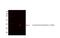 3-Oxoacid CoA-Transferase 1 antibody, 30-415, ProSci, Western Blot image 