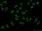 BCAS2 Pre-MRNA Processing Factor antibody, 10414-1-AP, Proteintech Group, Immunofluorescence image 