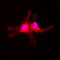 Serum/Glucocorticoid Regulated Kinase 1 antibody, GTX32413, GeneTex, Immunofluorescence image 