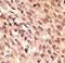 LDL Receptor Related Protein 5 antibody, LS-C100404, Lifespan Biosciences, Immunohistochemistry frozen image 