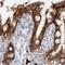 Cadherin-17 antibody, PA5-55342, Invitrogen Antibodies, Immunohistochemistry paraffin image 