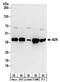 Adenosine Kinase antibody, NBP2-32189, Novus Biologicals, Western Blot image 