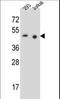 Paired box protein Pax-9 antibody, LS-C163399, Lifespan Biosciences, Western Blot image 