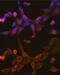 Mitochondrial Antiviral Signaling Protein antibody, GTX32966, GeneTex, Immunofluorescence image 