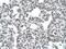 Mat antibody, orb330485, Biorbyt, Immunohistochemistry paraffin image 