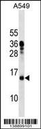 Mitochondrial Ribosomal Protein L11 antibody, 60-345, ProSci, Western Blot image 