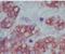 Olfactomedin 4 antibody, NBP2-24535, Novus Biologicals, Immunohistochemistry frozen image 