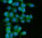 RAB13, Member RAS Oncogene Family antibody, PB9790, Boster Biological Technology, Immunofluorescence image 