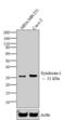 Syndecan 1 antibody, GTX54537, GeneTex, Western Blot image 