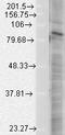 HIF-2-alpha antibody, LS-C227497, Lifespan Biosciences, Western Blot image 