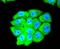 Eukaryotic Translation Initiation Factor 5A antibody, NBP2-67591, Novus Biologicals, Immunocytochemistry image 