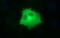 Toll Interacting Protein antibody, LS-C788408, Lifespan Biosciences, Immunofluorescence image 