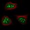 Nucleolar Protein Interacting With The FHA Domain Of MKI67 antibody, NBP2-36750, Novus Biologicals, Immunofluorescence image 