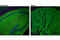 Glutamate Metabotropic Receptor 5 antibody, 55920S, Cell Signaling Technology, Immunofluorescence image 