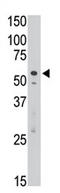 Sialic Acid Binding Ig Like Lectin 7 antibody, AP11643PU-N, Origene, Western Blot image 