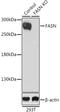 FASN antibody, LS-C746739, Lifespan Biosciences, Western Blot image 