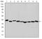 Actin Alpha 2, Smooth Muscle antibody, NBP2-22120, Novus Biologicals, Western Blot image 