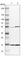 Ubiquitin Conjugating Enzyme E2 D4 (Putative) antibody, HPA003920, Atlas Antibodies, Western Blot image 