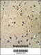 Importin subunit beta-1 antibody, 62-484, ProSci, Immunohistochemistry paraffin image 