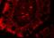 Protein Sanroque antibody, A06498, Boster Biological Technology, Immunofluorescence image 