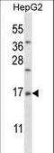 Mitochondrial Ribosomal Protein L33 antibody, LS-C162627, Lifespan Biosciences, Western Blot image 