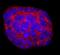 Teratocarcinoma-derived growth factor antibody, AF1538, R&D Systems, Western Blot image 