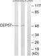 Centrosomal Protein 57 antibody, abx014339, Abbexa, Western Blot image 