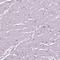 Troponin C2, Fast Skeletal Type antibody, HPA058481, Atlas Antibodies, Immunohistochemistry frozen image 