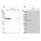 RuvB Like AAA ATPase 2 antibody, NBP2-55231, Novus Biologicals, Western Blot image 