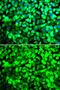 Eukaryotic Translation Initiation Factor 5 antibody, GTX33176, GeneTex, Immunofluorescence image 