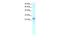 NK2 Homeobox 8 antibody, PA5-40437, Invitrogen Antibodies, Western Blot image 