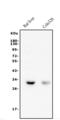3-Hydroxybutyrate Dehydrogenase 1 antibody, A09277-1, Boster Biological Technology, Western Blot image 