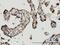 High Mobility Group Box 1 antibody, H00003146-M08, Novus Biologicals, Immunohistochemistry frozen image 