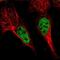 POU Class 4 Homeobox 3 antibody, NBP1-88349, Novus Biologicals, Immunofluorescence image 