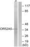 Olfactory Receptor Family 52 Subfamily A Member 5 antibody, abx015509, Abbexa, Western Blot image 