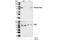 Signal Transducer And Activator Of Transcription 5A antibody, 9356S, Cell Signaling Technology, Western Blot image 