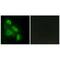 EPS8 Like 3 antibody, PA5-49855, Invitrogen Antibodies, Immunofluorescence image 