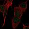 Protein Phosphatase 1 Regulatory Subunit 17 antibody, NBP2-68949, Novus Biologicals, Immunofluorescence image 