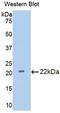 Interleukin 18 Binding Protein antibody, LS-C294871, Lifespan Biosciences, Western Blot image 