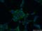 Glutathione peroxidase 3 antibody, 13947-1-AP, Proteintech Group, Immunofluorescence image 