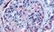 Pipp antibody, PA5-32875, Invitrogen Antibodies, Immunohistochemistry frozen image 