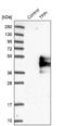 LACI antibody, NBP1-84831, Novus Biologicals, Western Blot image 