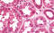 Four And A Half LIM Domains 5 antibody, MBS248360, MyBioSource, Immunohistochemistry frozen image 
