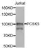 Proprotein Convertase Subtilisin/Kexin Type 5 antibody, abx006781, Abbexa, Western Blot image 