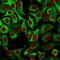 Keratin 14 antibody, GTX34631, GeneTex, Immunofluorescence image 