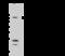 Coenzyme Q8A antibody, 102492-T40, Sino Biological, Western Blot image 